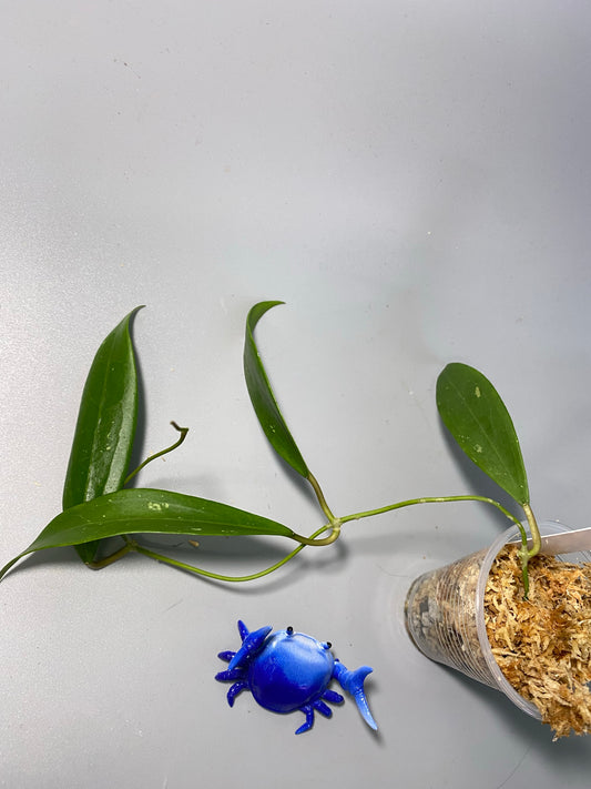 Hoya sp Burma  - unrooted