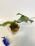 Hoya dasyantha - rooted