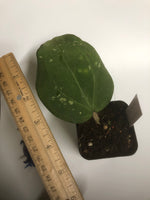 Hoya Loyceandrewsiana - dinner plate with new growth