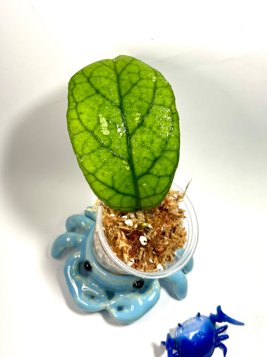 Hoya sp gbl epc 260 - Unrooted