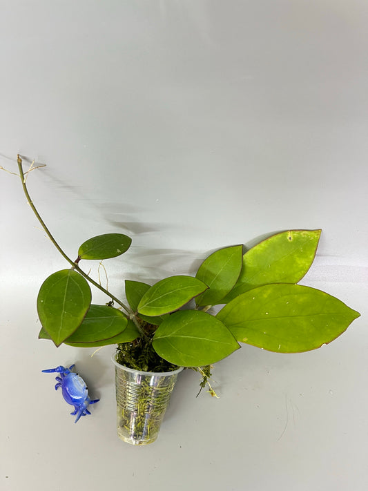 Hoya MB 1497 - (erythrina x MB 1141) - has some roots