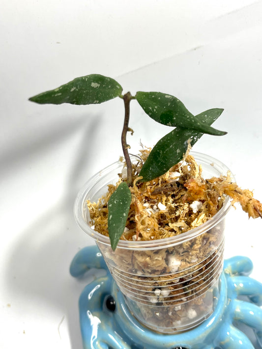 Hoya mirabilis splash - Unrooted