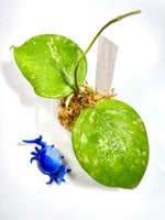 Hoya balaensis with splash - active growth