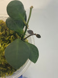 Hoya carmelae - has active growth