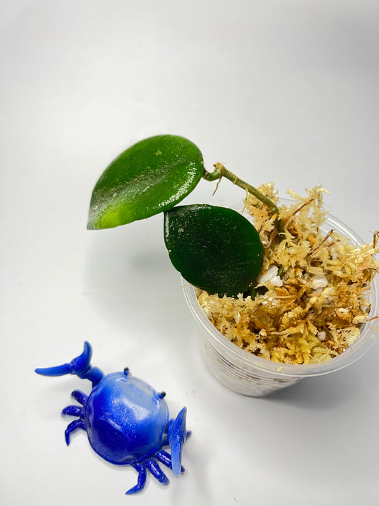 Hoya thomsonii - unrooted