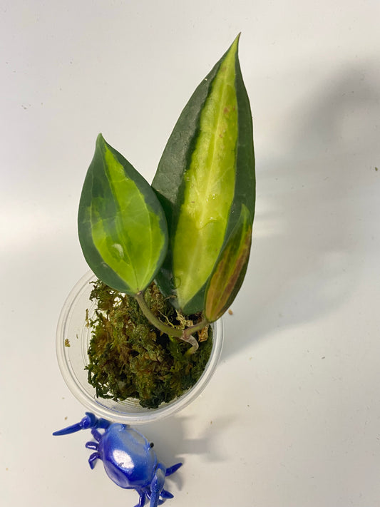 Reserved for Vicky - Hoya macrophylla pot of gold - active growth