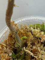 Reserved for Kat - Hoya glabra - has active growth