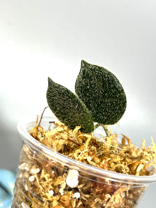 Hoya aff thomsonii - Unrooted