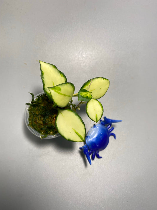 Hoya heuschkeliana variegated - active growth