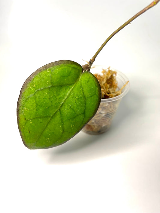 Hoya PMP 176 - joy x Jennifer - Unrooted