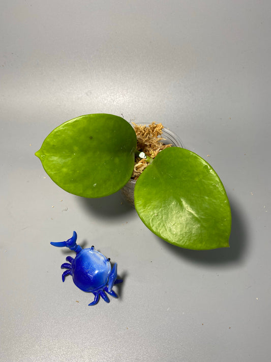 Hoya bicknellii - Unrooted