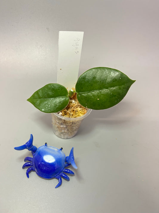 Hoya gigas - has large flowers - Unrooted