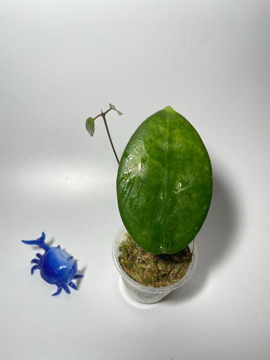 Hoya megalaster - active growth