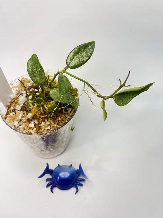 Hoya Silver lady (xiaojie 003) - active growth