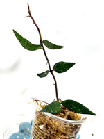 Hoya mirabilis splash - Unrooted