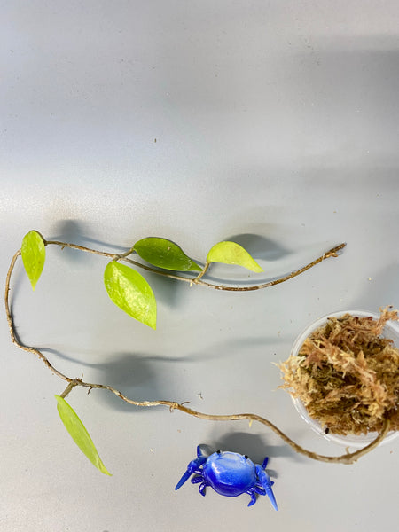 Hoya limonaica - starting to root