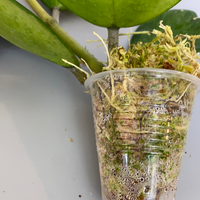 Hoya kerrii reverse variegated / inner - has roots