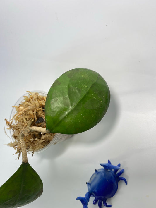 Hoya cv noelle - vitellinoides x vitellina - starting to root