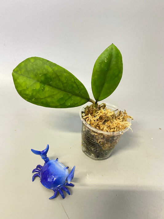 Hoya mutation from deykeae - active growth