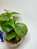 Hoya biakensis - has some roots