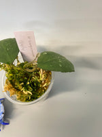 Hoya waymaniae round leaf - new growth