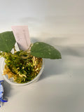 Hoya waymaniae round leaf - new growth