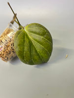 Hoya sp png sv 432 - Unrooted
