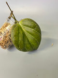 Hoya sp png sv 432 - Unrooted