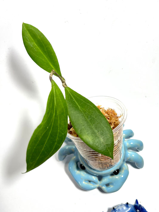 Hoya sp MPR02 - IML 1866 - Unrooted