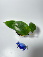 Hoya persicina - has roots