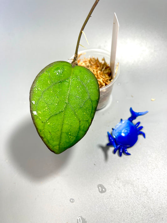 Hoya PMP 176 - joy x starting to root