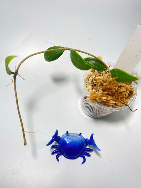 Hoya acuta mini - unrooted