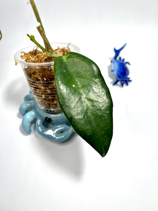 Hoya Macgillivrayi - Unrooted