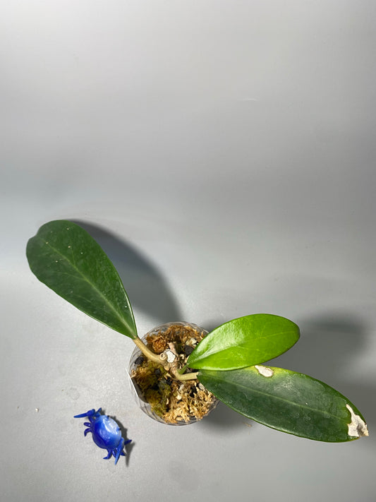 Hoya sp coxanh -active growth