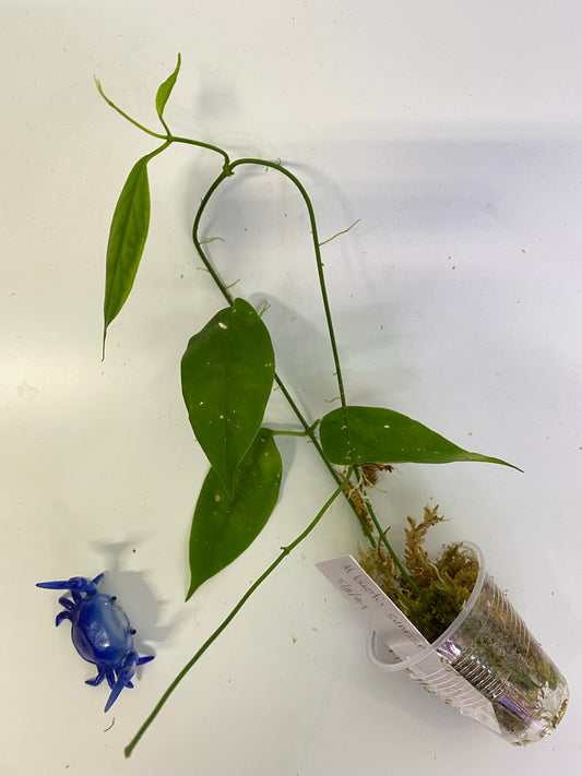 Hoya buotii sunrise - active growth