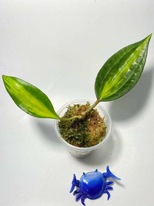 Hoya macrophylla pot of gold - has some roots