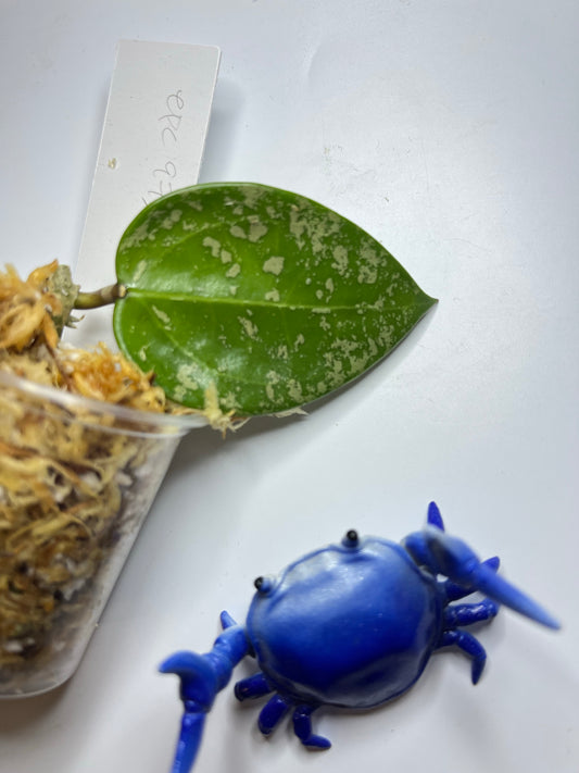 Hoya epc 973 - unrooted