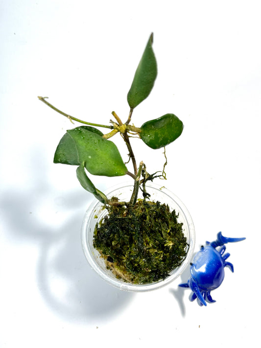 Hoya tequila sunrise - starting to root