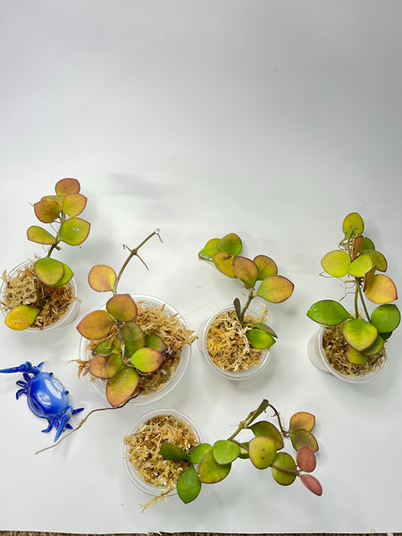 Hoya carmelae - 1 plant - Unrooted