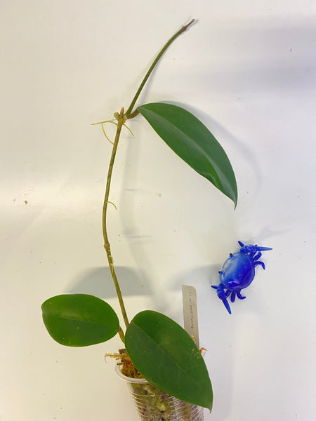 Hoya arnottiana - active growth