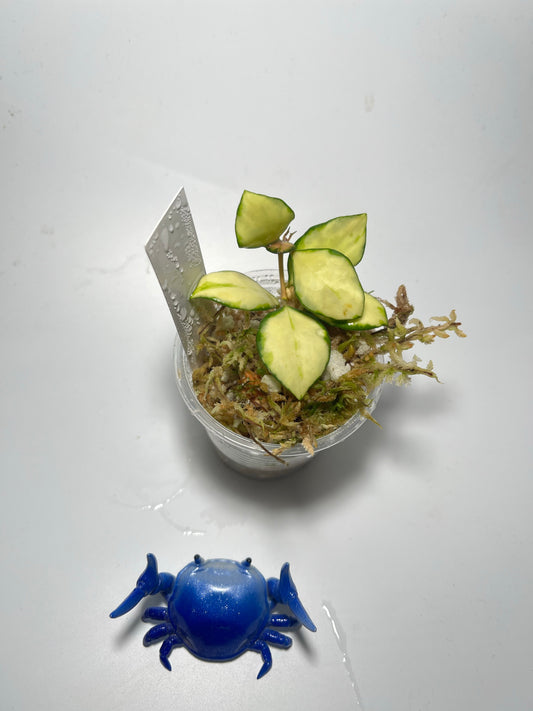 Hoya heuschkeliana variegated - has some roots