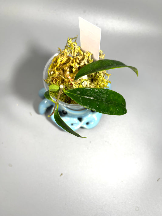 Hoya sp kalimantan borneo red - active growth