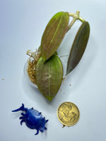 Hoya cinnamomifolia x unknown hybrid - Unrooted