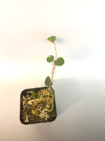 Hoya mathilde with active growth