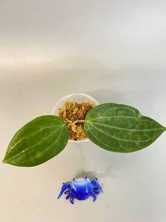 Reserved for kimberlee - Hoya Latifolia - unrooted