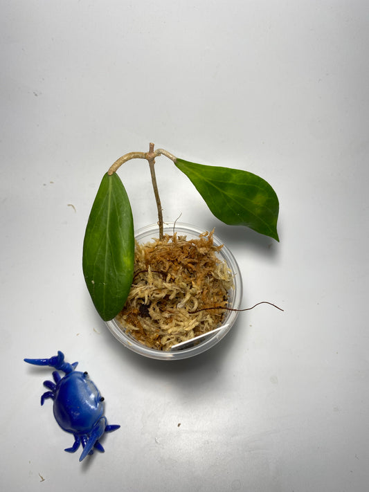 Hoya camphorifolia - Unrooted