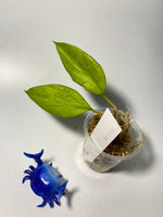 Hoya cominsii - Unrooted