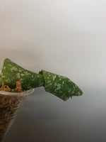 Hoya imbricata with some roots