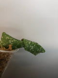 Hoya imbricata with some roots