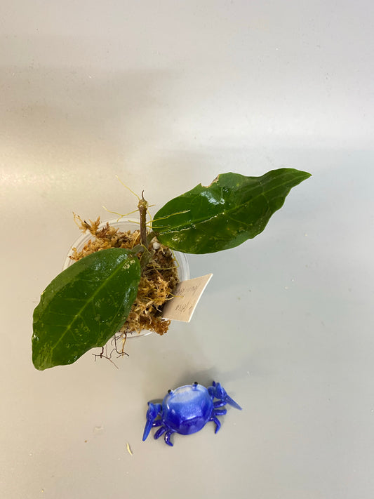 Hoya Patricia - Darwinii x Elliptica - has some roots